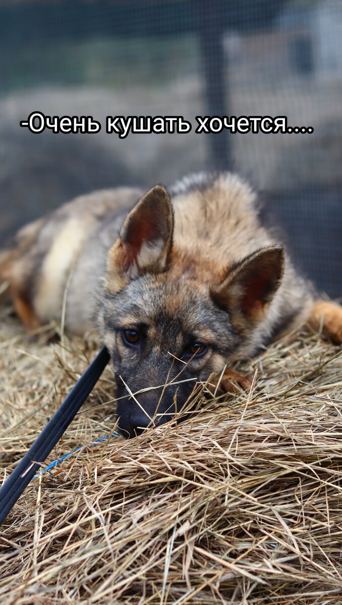 ❗ПОЖАЛУЙСТА ПОМОГИТЕ ❗ 
Мы просто не справляемся, даже кушать собакам завтра утром нечего! Не на что купить и самой дешёвой крупы, корма уже давно не покупаем... 
Опять погасили в долгах за передержки... Точнее мы из них и не выбирались.... 
Просим поддержать любой копеечкой🙏 Пожалуйста не бросайте, не отворачивайтесь.. Я не справляюсь одна.. Сил больше нет никаких((((

Карта сб 2202 2024 6687 1666
Прикреплена к номеру 89178312475 (НЕ ДЛЯ ЗВОНКОВ!) на имя
Елена Леонидовна Т.
💳 Карта Тинькофф 5213243915883746 на имя Елена Леонидовна Т.
💳 Карта ВТБ  2200 2404 4782 2665 на имя Елена Леонидовна Т
💰Киви-кошелек 8 960 892 17 31
📱Голодный номер 8 960 892 17 31
☎️ 8 960 892 17 31
По поводу переводов из-за границы,  работает корона пей. Пишите в личку
https://vk.com/club197011667
Фин отчёт в обсуждениях