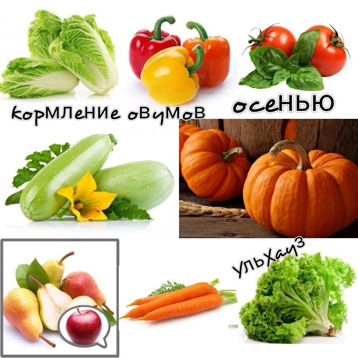 Осенью лучше заранее запастись овощами длительного хранения