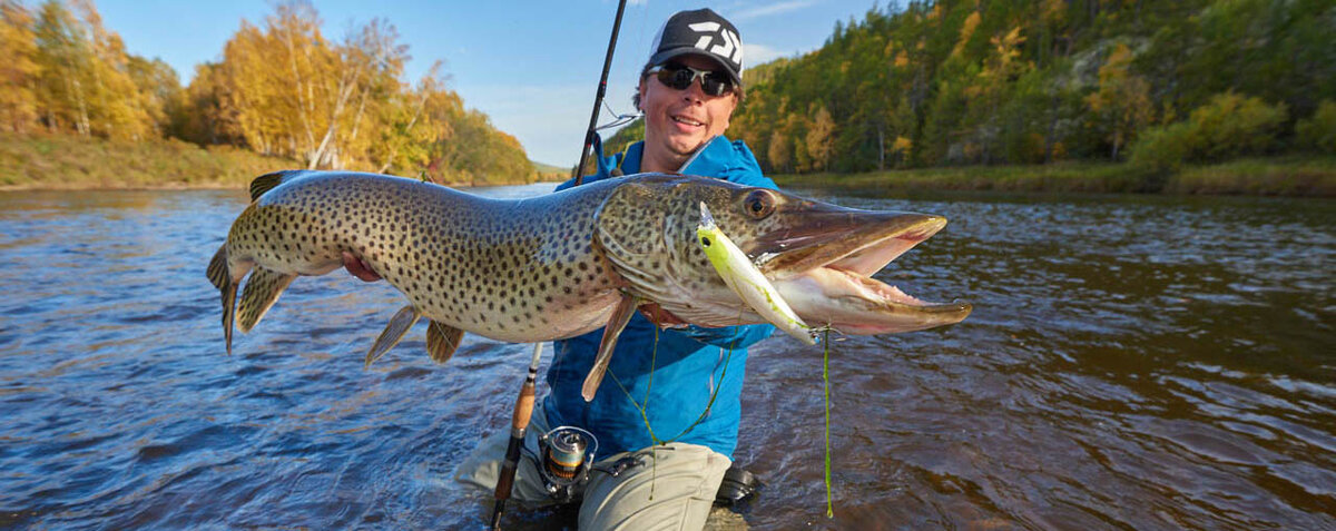 Ловля монстров Алексеем Шаниным с удилищем Pontoon21 Seven&Half SHS769F (Фото из оф. блога Шанина на сайте Москанелла)