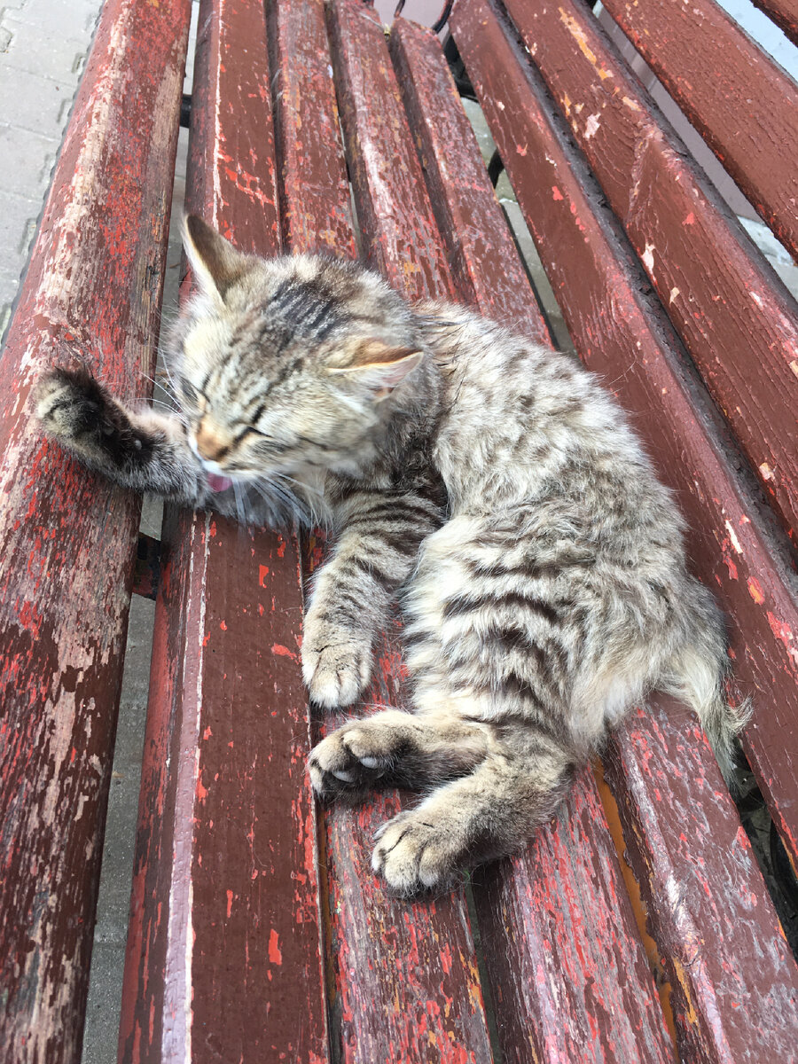 Котик на скамеечке у могилочки батюшки Серафима 