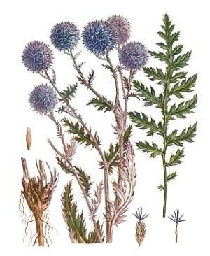 Эхинопс или мордовник обыкновенный – высокое травянистое растение, которое принадлежит к семейству астровых. В высоту куст достигает до 200 см. Мордовник часто путают с чертополохом из-за внешнего сходства двух растений. Произрастает в сухом климате и любит большое количество солнечного света, но может расти и в условиях низких температур (до -40 градусов).