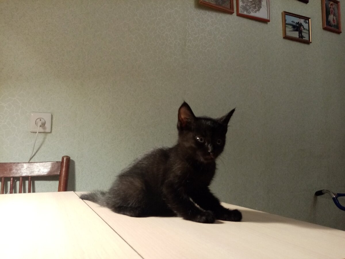 Котёнок Гриша