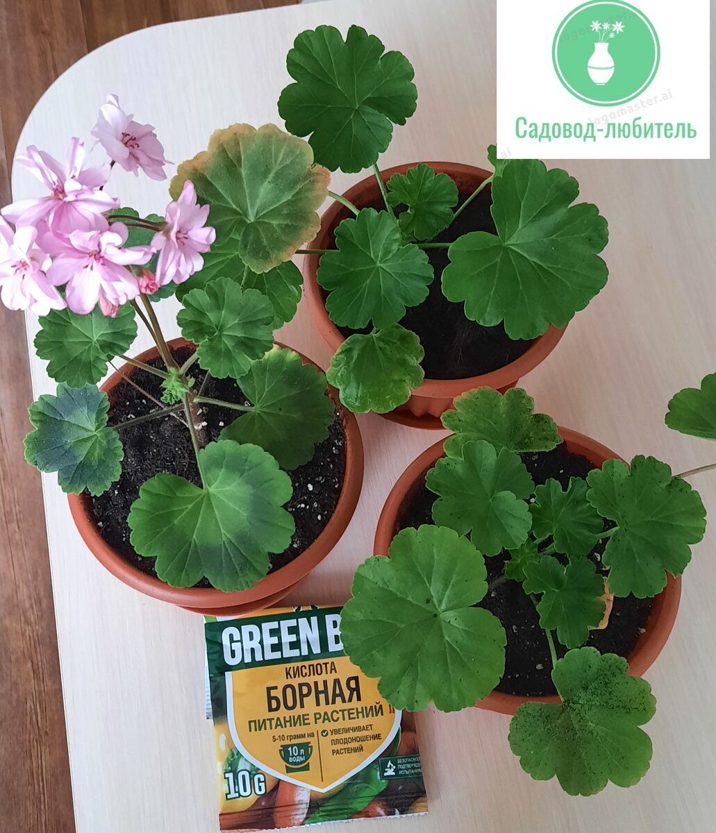 Кислота борная для питания растений