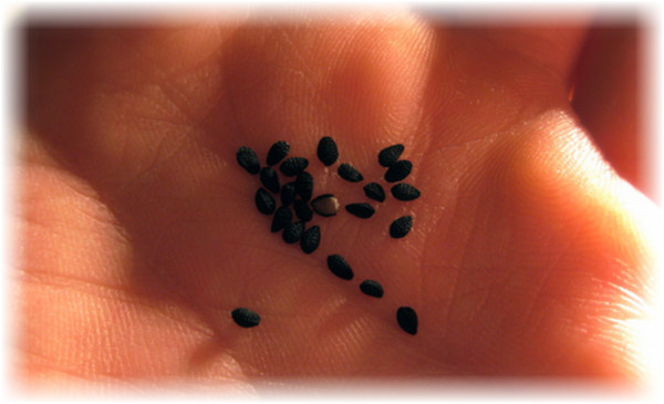 Семена аспарагуса, пригодные для выращивания, прорастают длительное время, если подготовка почвы не была проведена заранее. Всходы сеянцев можно наблюдать лишь через месяц. Для ускорения процесса семена на посадку следует замочить в теплой воде на четыре дня. Выложить их на влажную ткань, а когда ростки станут появляться, семена переносят в землю. По мере высыхания ткани ее следует смачивать водой.