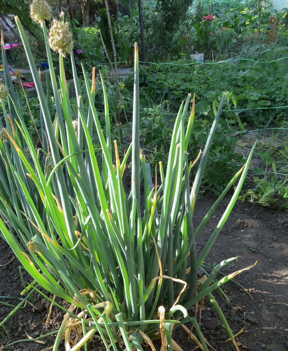 Чем плотнее кустики, тем тоньше и нежнее перо