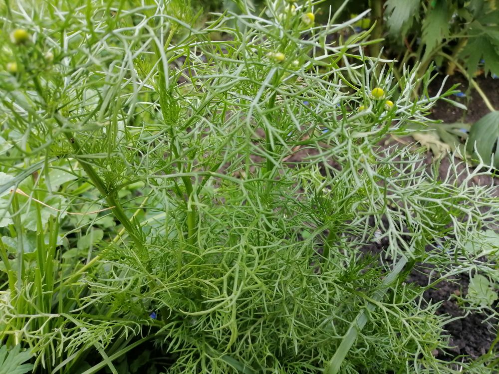 Листья аптечной ромашки похожи на укропные, фото автора