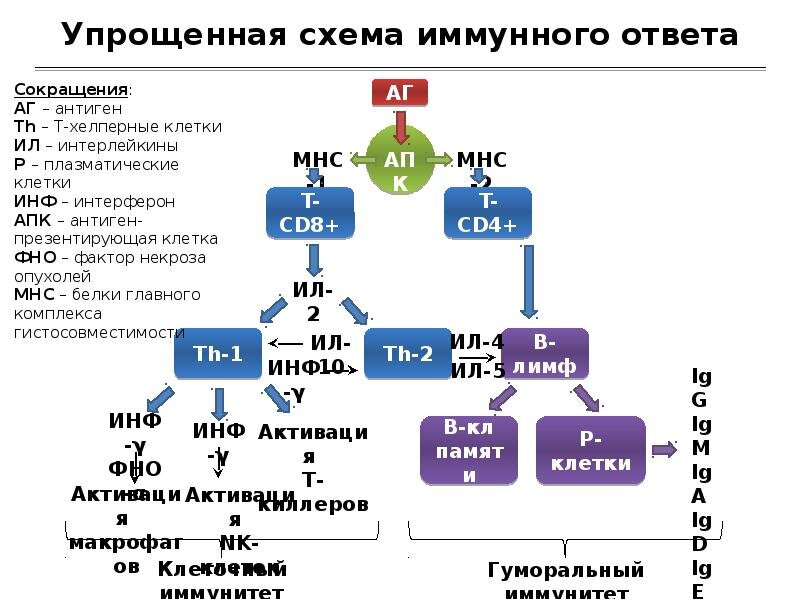 Вторичный иммунный ответ схема