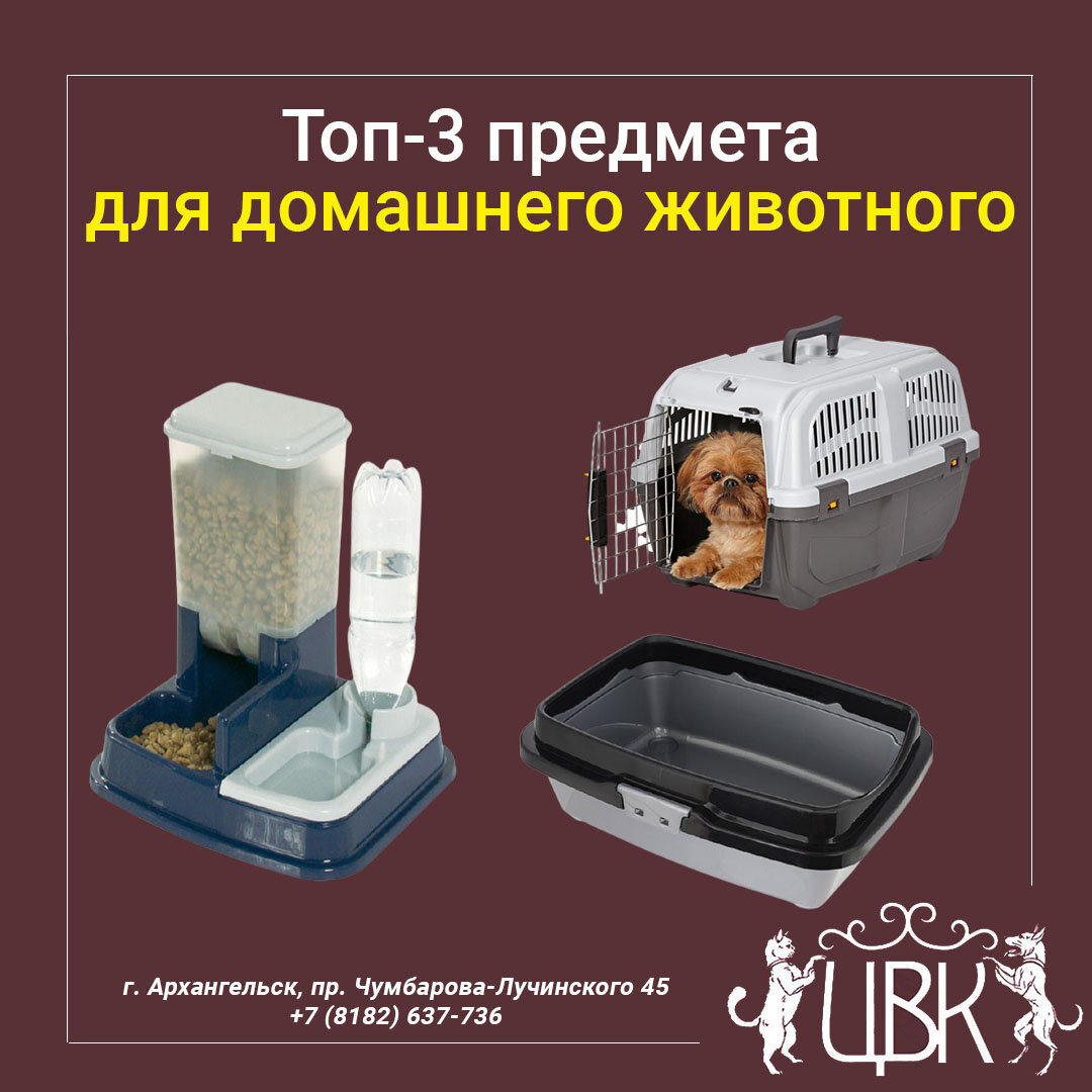 Топ-3 предмета первой необходимости для домашнего животного