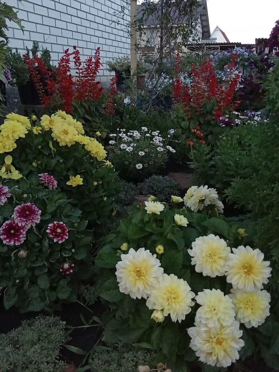 Так цвели вегетативные георгины в прошлом году (личное фото)