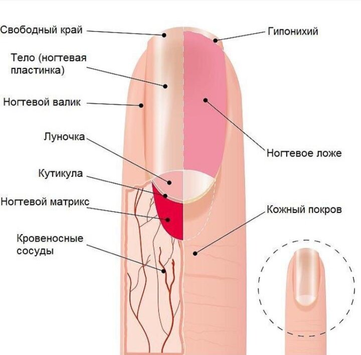 Схема строения ногтя.