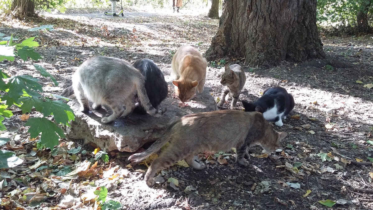 Кошки Боевки