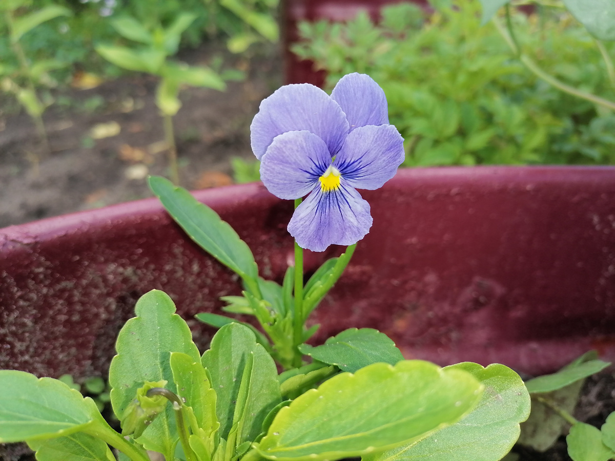 Анютины глазки