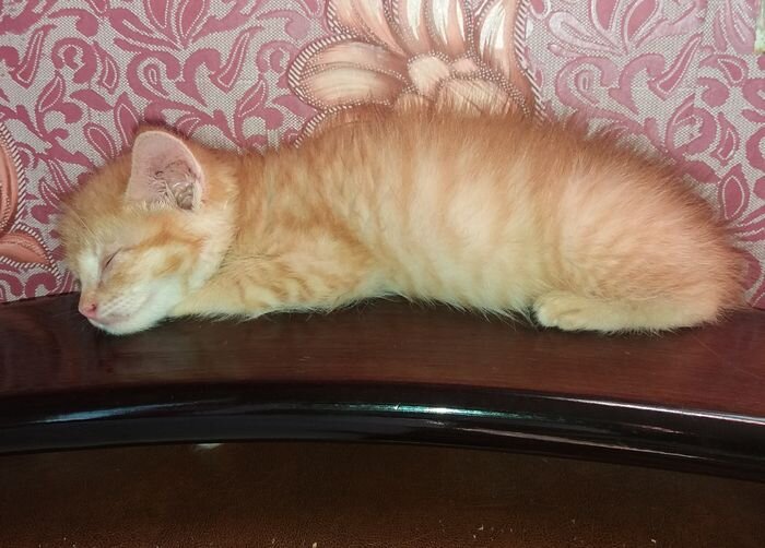 Еще ему понравилась спинка дивана. У которого пока еще целая обшивка. Во что она превратилась сейчас... Ее почти нет)) Из личного архива автора канала