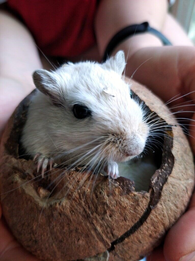                        Фото автора: песчанка Персик выглядывает из скорлупы кокоса