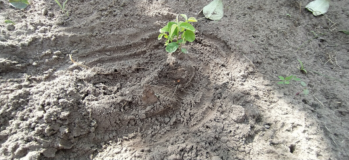 Корень груши.