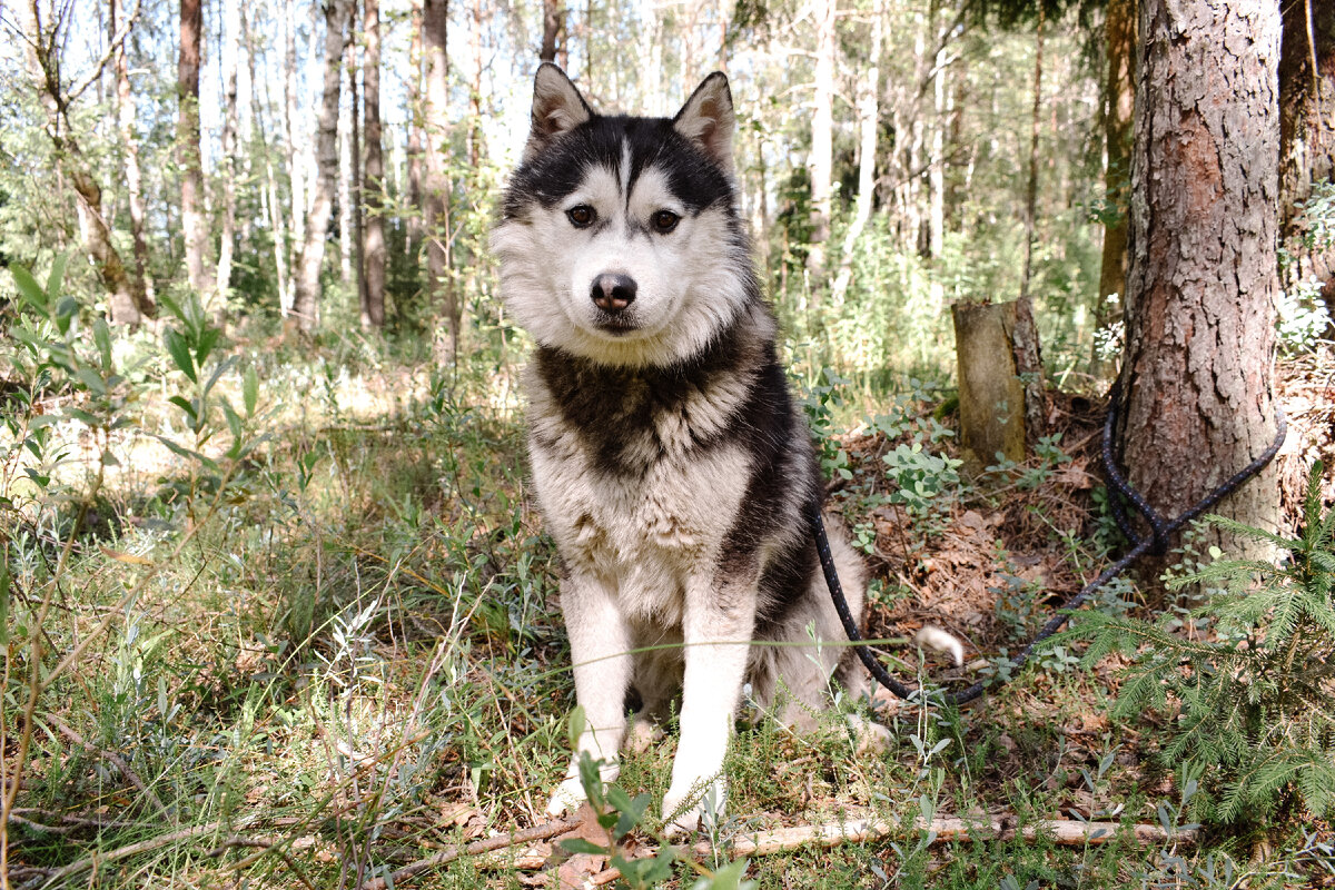 2 года назад хозяева купили. Собака с документами. Пес часто убегал-самовыгул. И хозяева решили, что просто не будут с улицы его забирать. Так пес, по кличке Ом, живет у нас! И ждет свою новую семью.