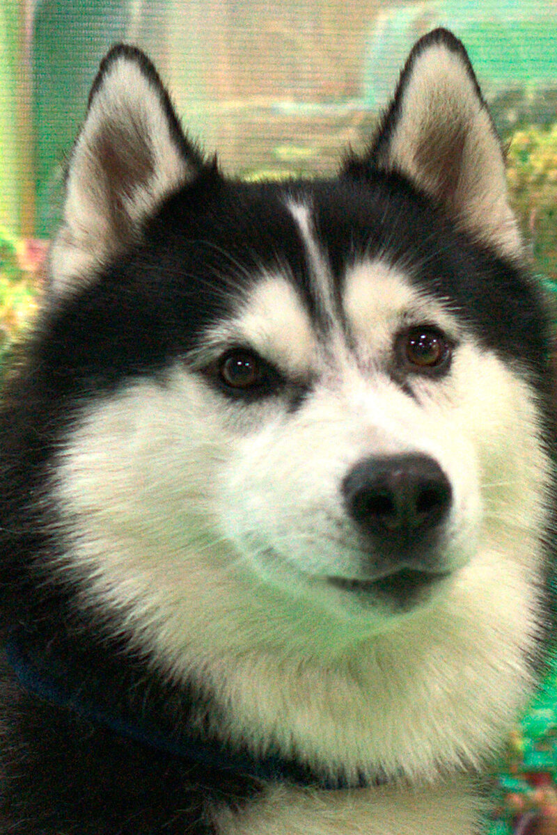 © фото автора • Вольт