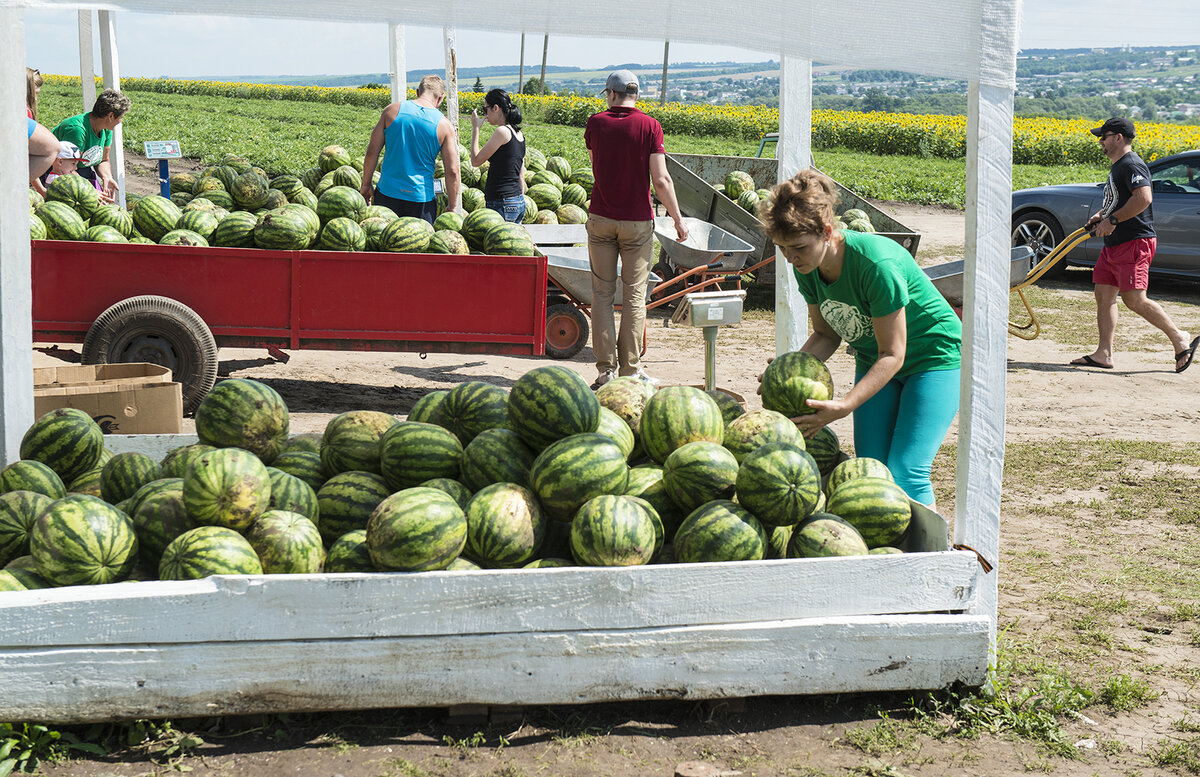 Арбузные лавки.