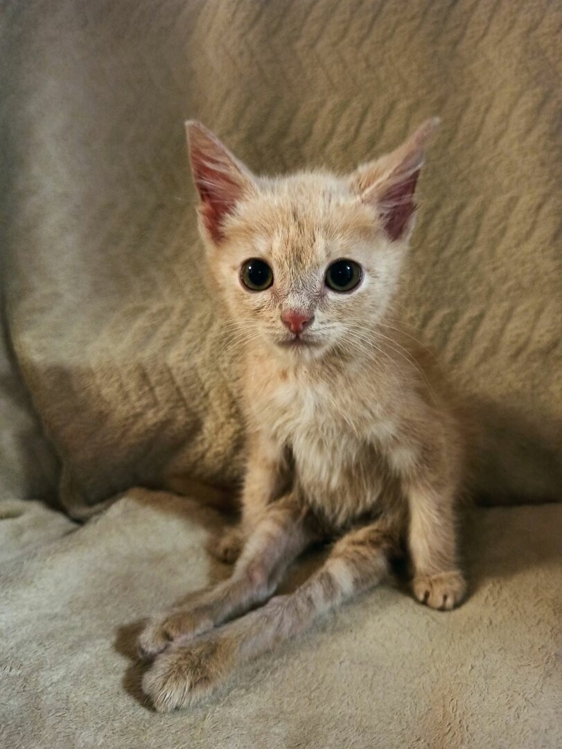 Котёнок