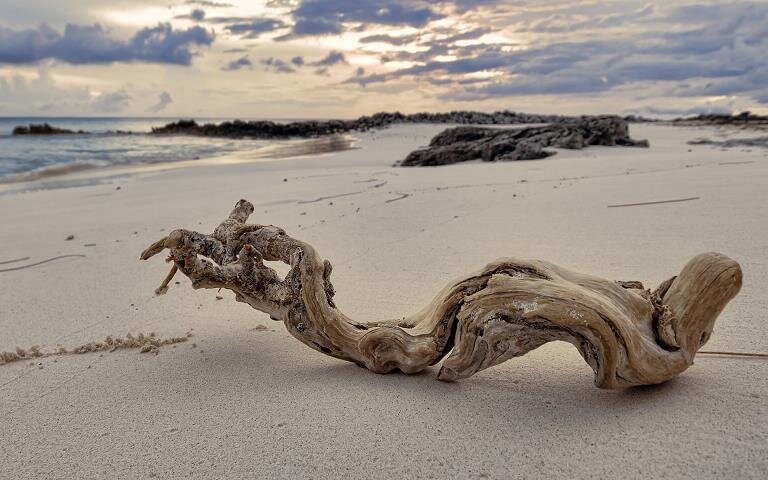 Коряга, выброшенная морем. Фото из интернета.