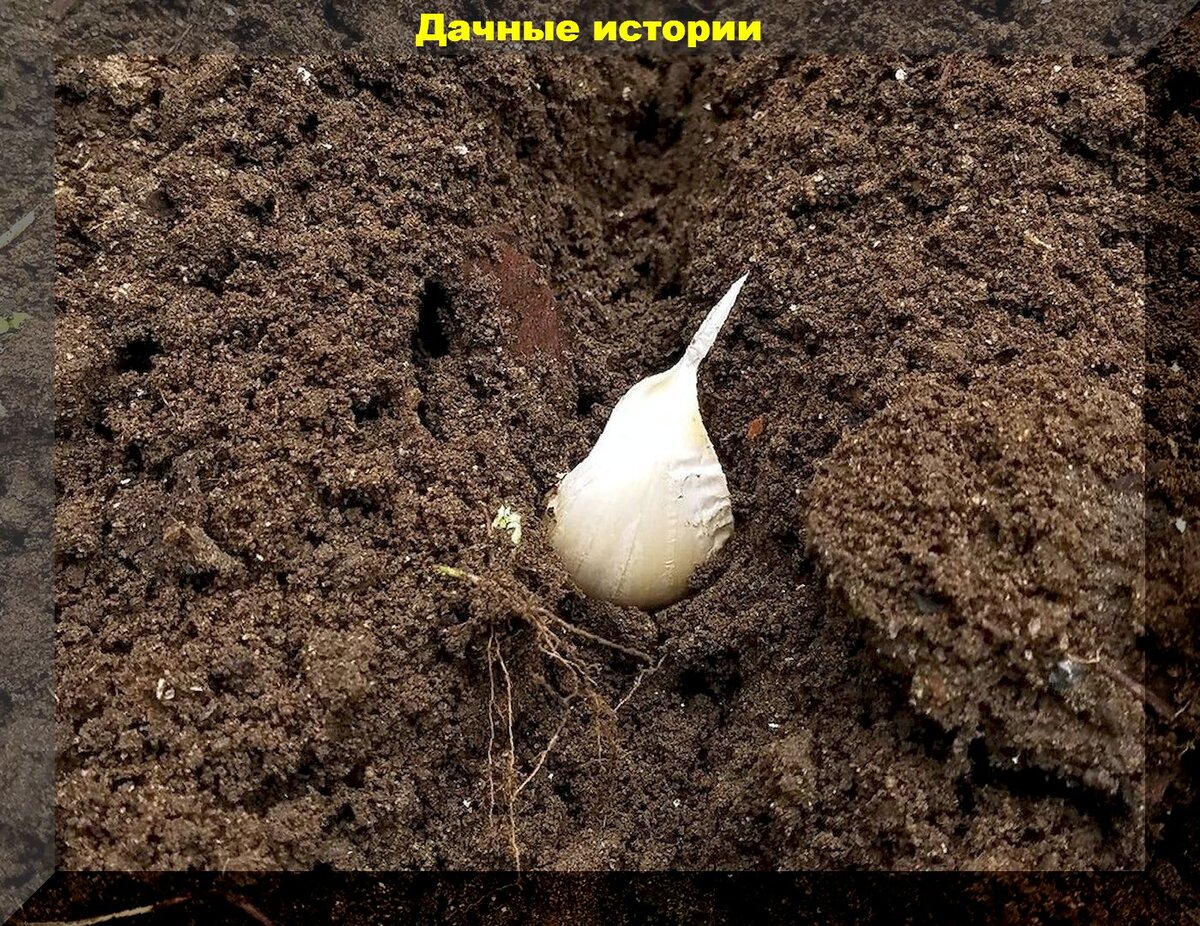 Хитрости посадки чеснока. Когда сажать чеснок осенью. Посадка чеснока головками. Кондуктор для посадка чеснока под зиму.