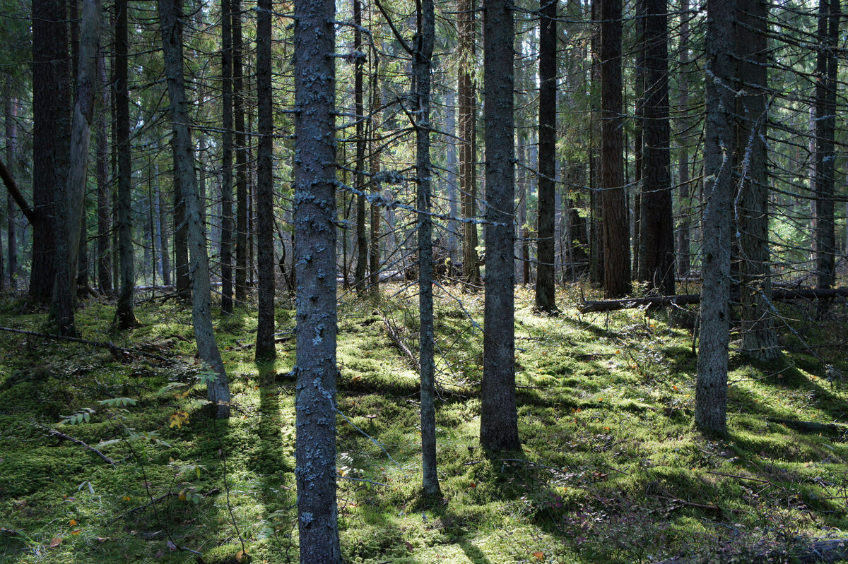 Лес, озеро и каменные руины. Поход одного дня по Гладышевскому ...