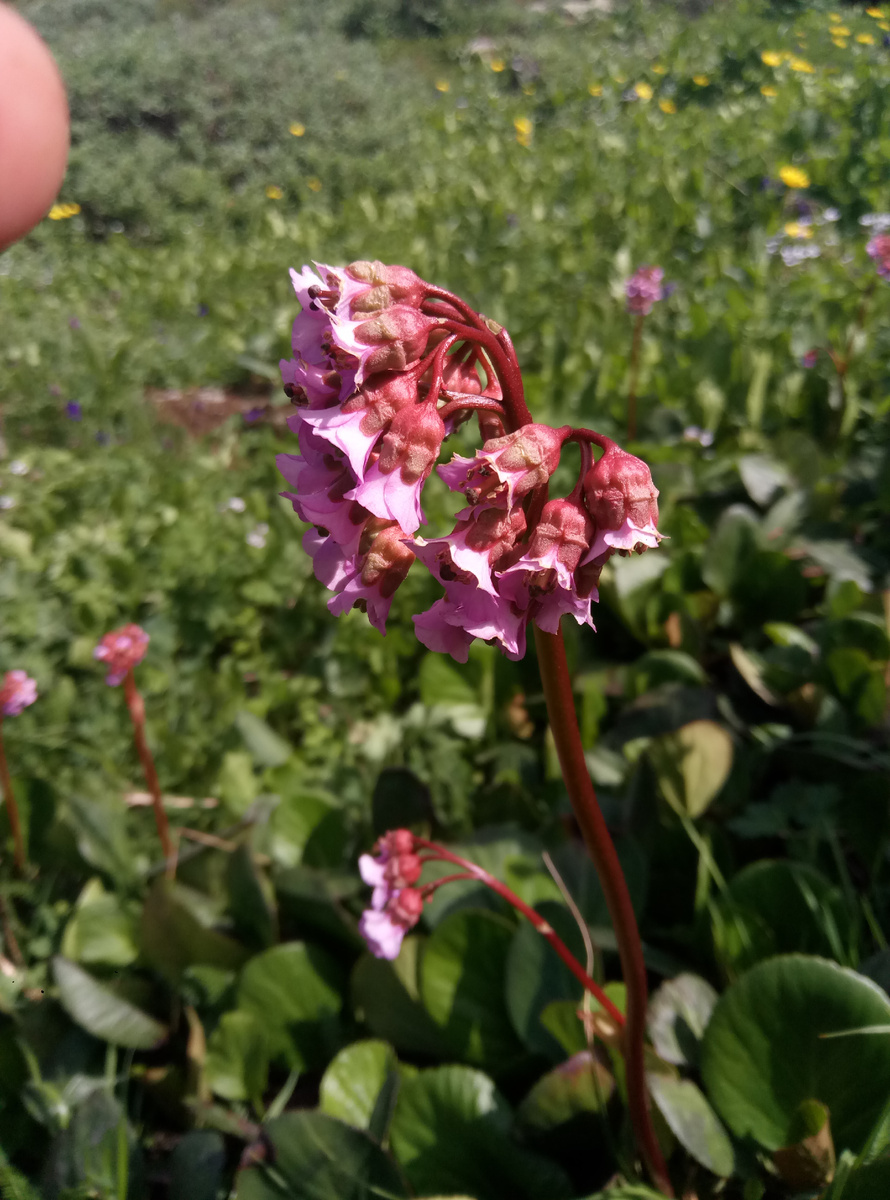 Бадан в период цветения. Но используется для чая жухлые старые листья. 