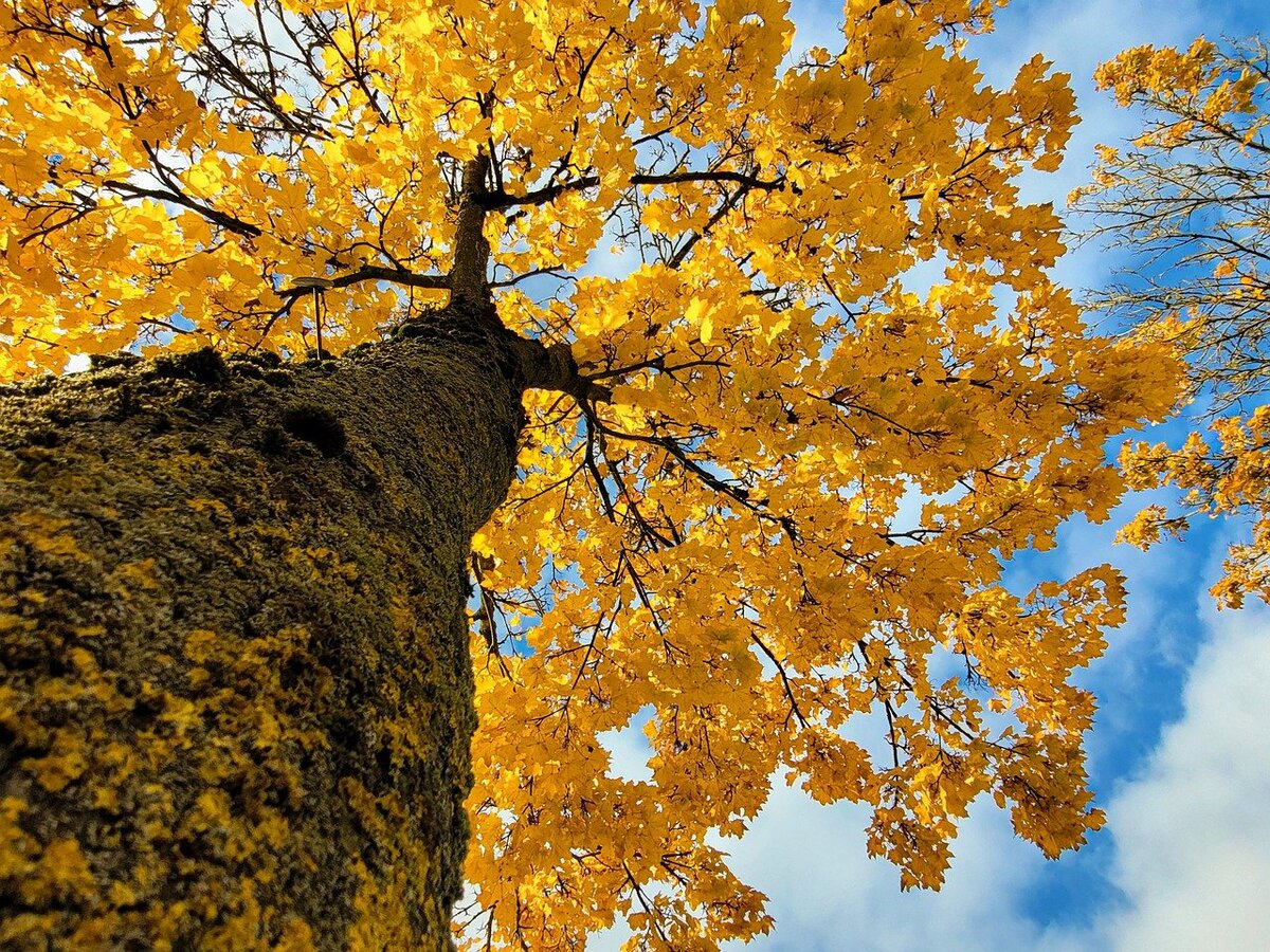 Изображение Gregor Ritter с сайта Pixabay