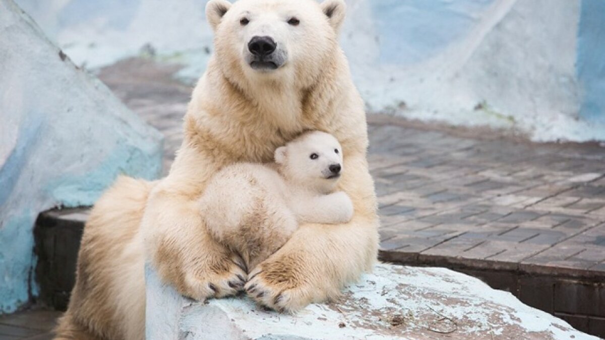 Белые медведи в Новосибирске. Фото из интернета. 