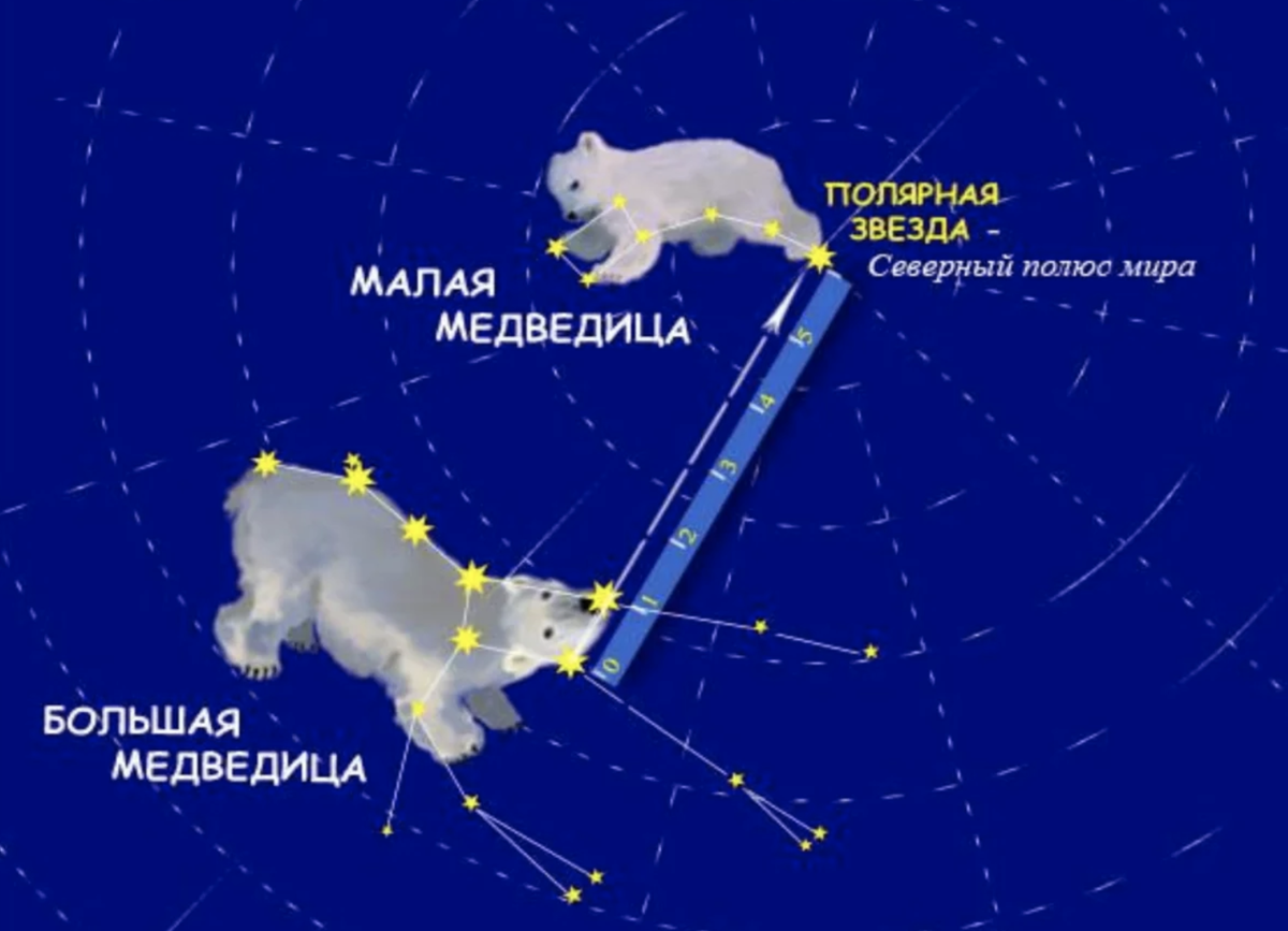 Малая медведица самая яркая звезда. Большая Медведица малая Медведица и Полярная звезда. Полярная звезда малой и большой медведицы. Звезды созвездий большой и малой медведицы. Малая Медведица Созвездие звезды.