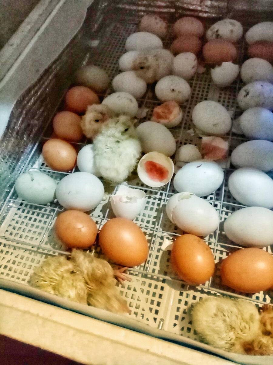 птенцы в инкубаторе