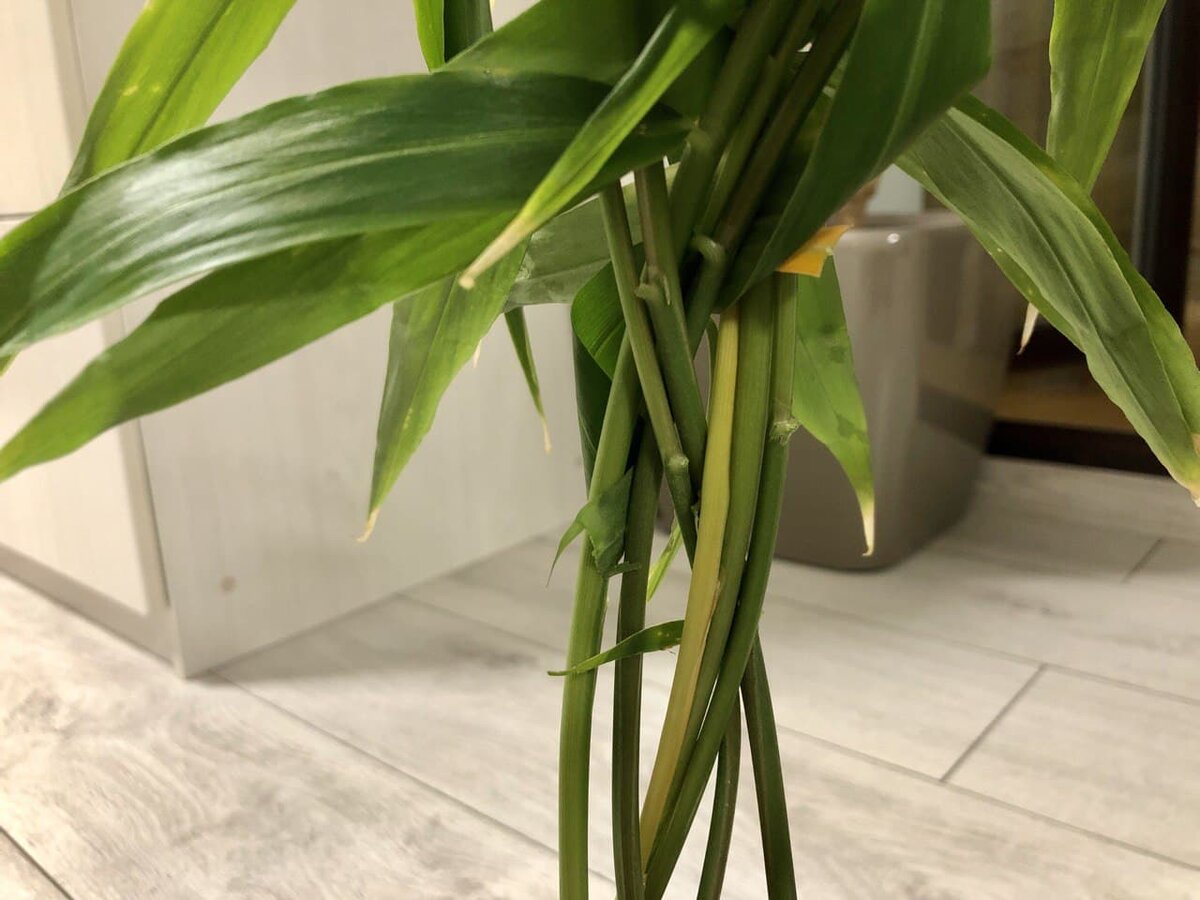 Стебли я заплетаю в косицу, чтобы не разваливались