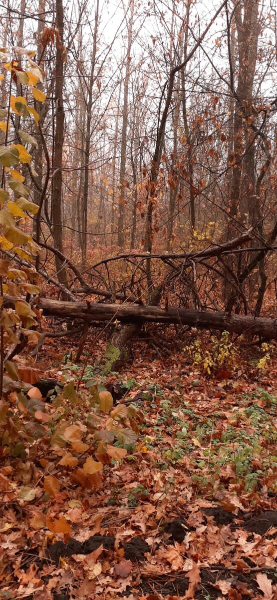 Фото сделал мой друг в роще на окраине нашего горда