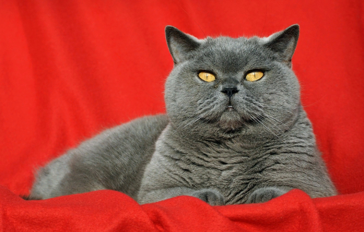 Британские кошки славятся своей плюшевой, густой и мягкой шубкой. Мы как-то привыкли, что британский кот - это, в основном, кот голубого окраса. Но ведь на самом деле их гораздо больше!-2
