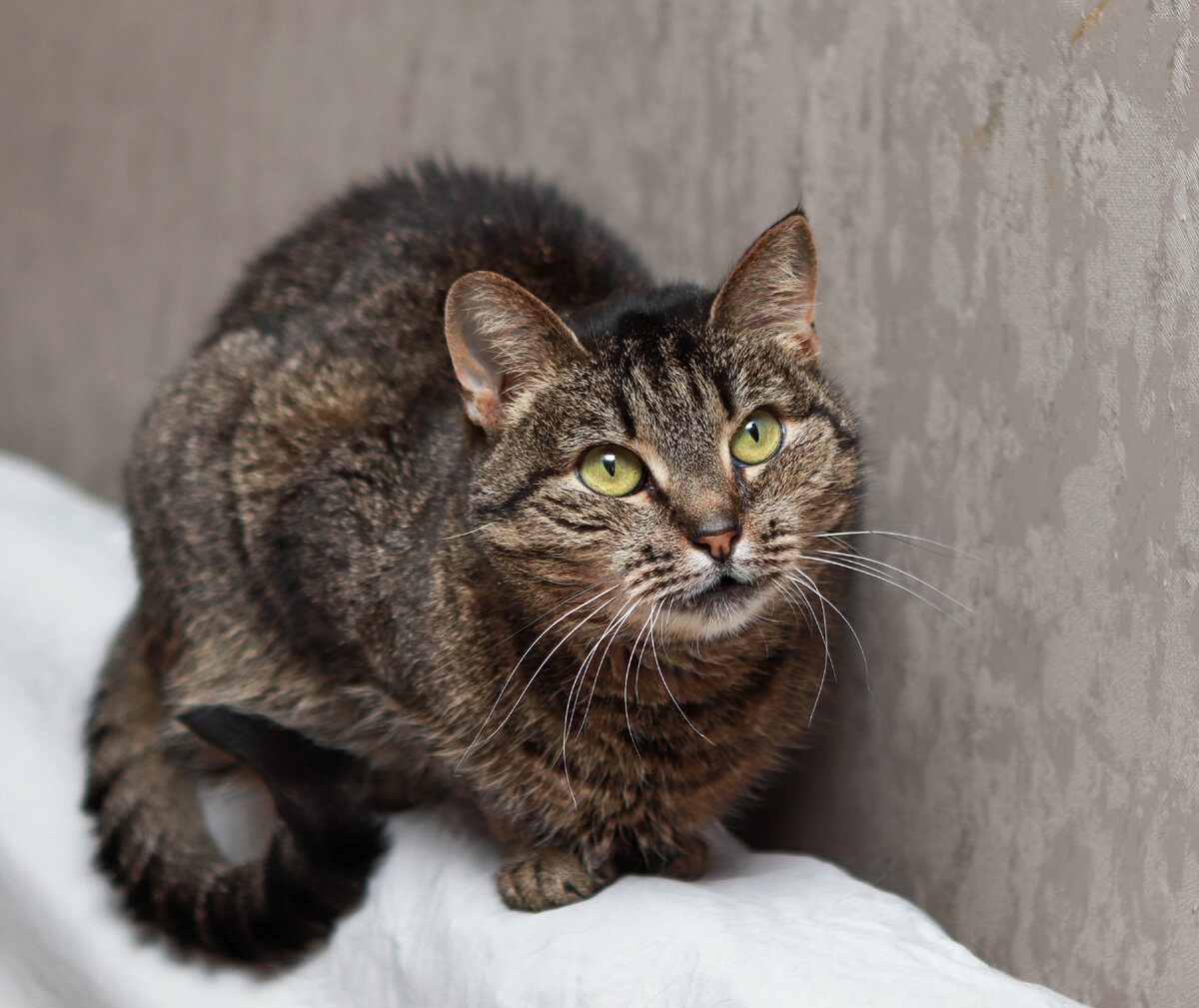 Тигр — это штрих-кот