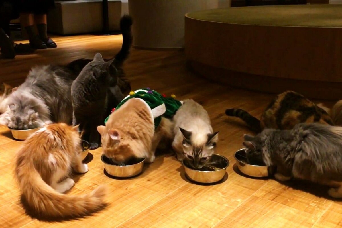 Кошачье кафе в Японии