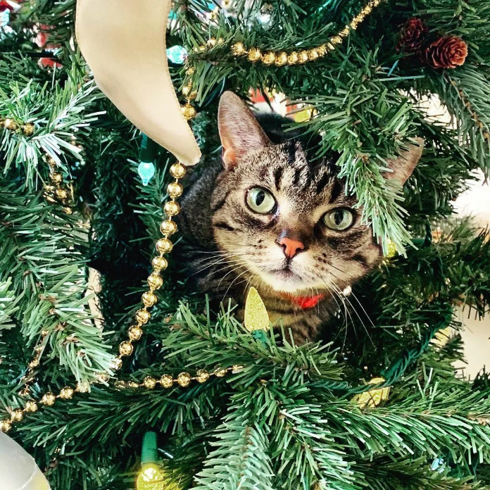 Ёлка с подарком