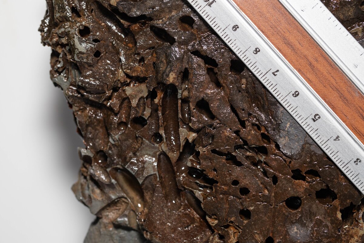 Образец породы, изрытый ходами насекомых