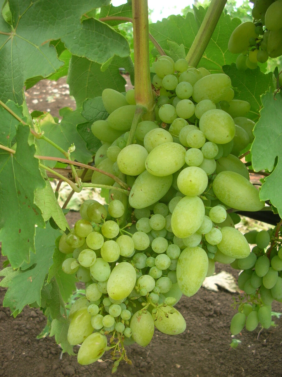 Могу ошибаться, фото сделано в 2012 году, но по-моему это Тимур.