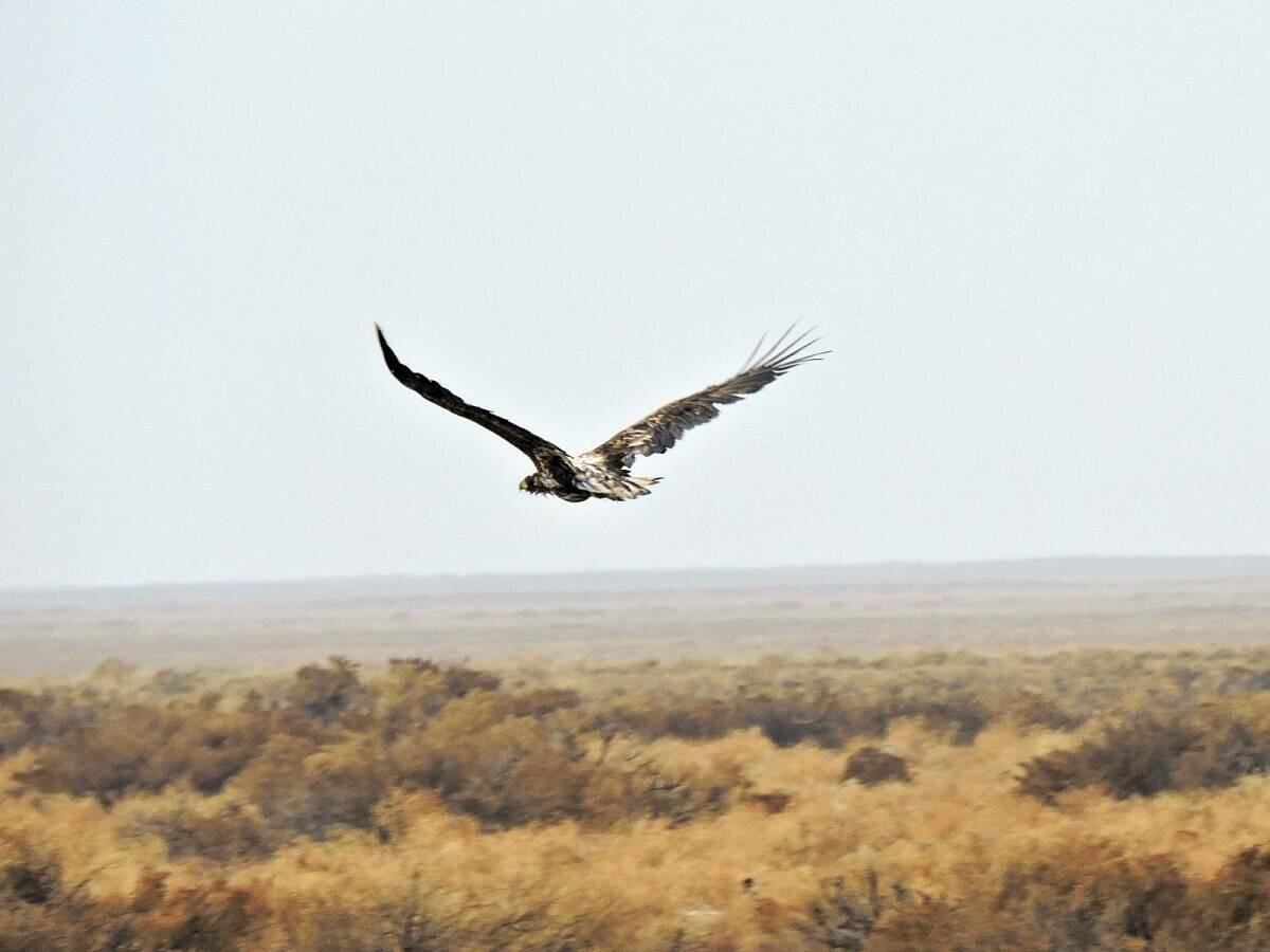 Полетим, брат, полетим!