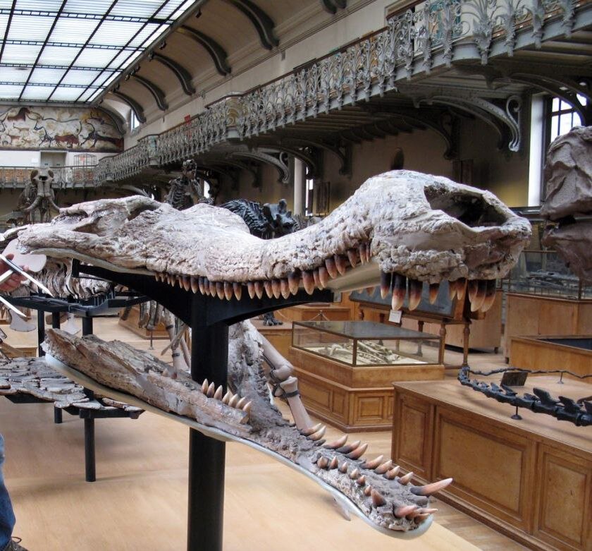 Сохранившийся череп Саркозуха в музее Африки