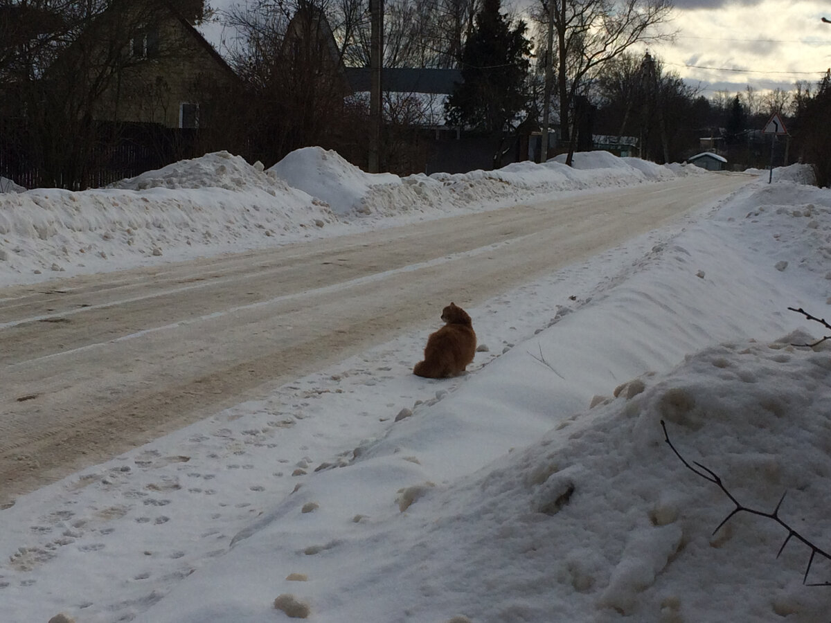 Беша на улице. Фото автора