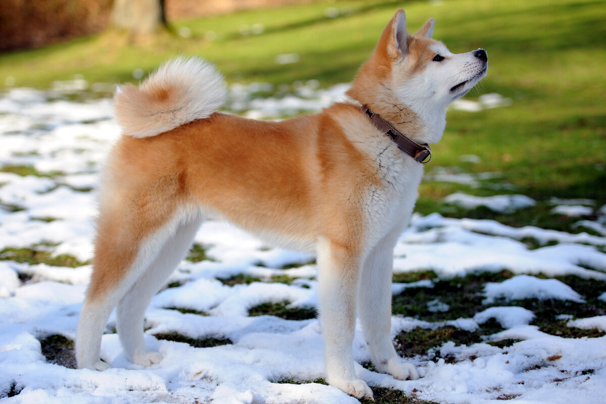 Порода собак Акита-ину: описание, характер, здоровье, как ухаживать за Акита ину