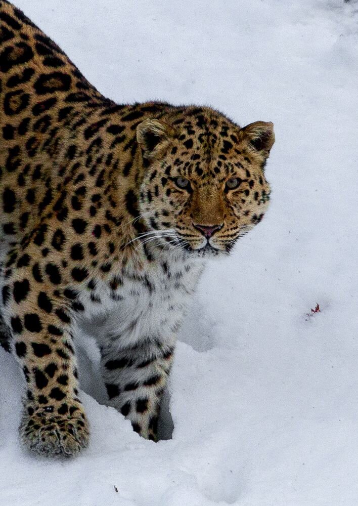 Дальневосточный леопард (Амурский леопард)