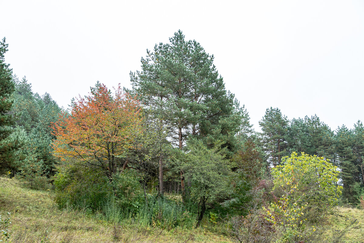 1. Сосны и лиственные деревья на плато к северу от каменных грибов.