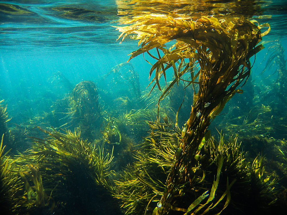 Морские водоросли ламинария