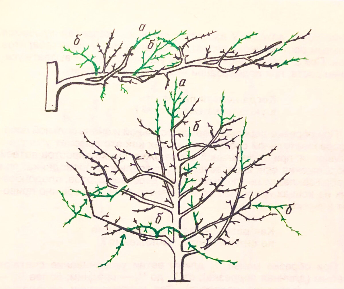 Рис. 1. Основные приемы обрезки: а - укорачивание (цветом показаны срезанные части); б - прореживание. 