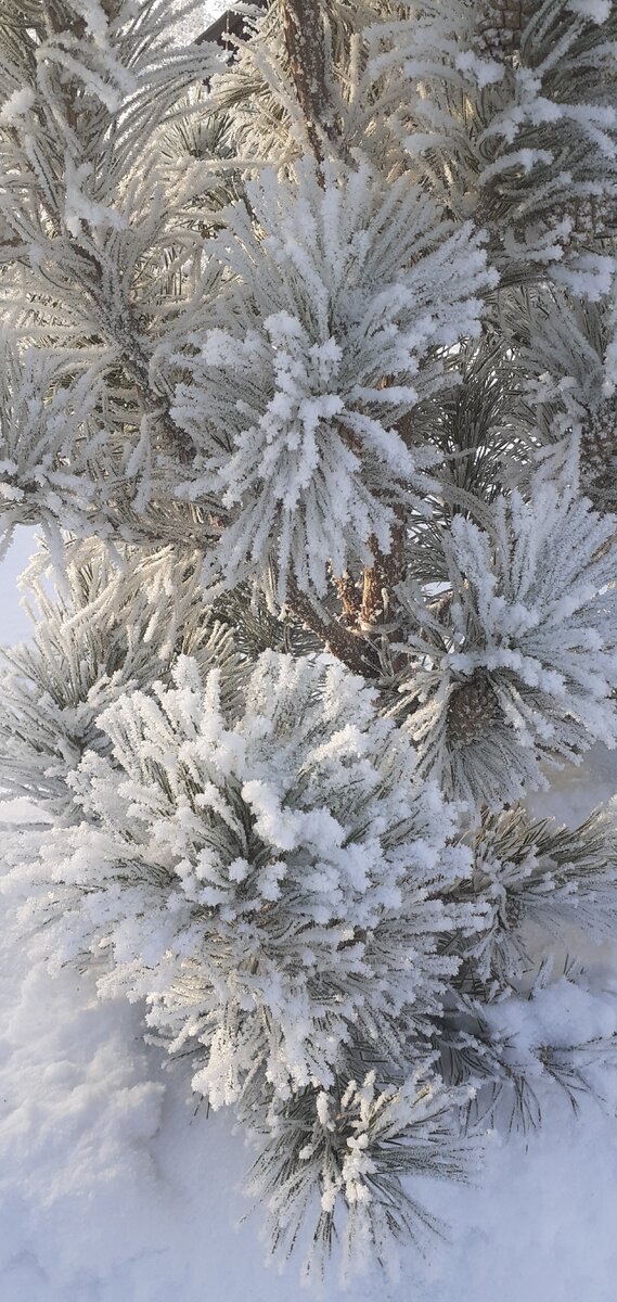 Минувшая прелесть ❄