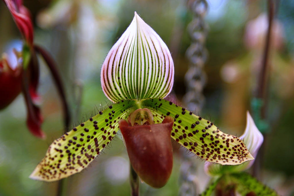Золото кинабалу. Орхидея Ротшильда Paphiopedilum. Орхидея Пафиопедилум Ротшильда. Орхидея золото Кинабалу. Орхидея Shenzhen Nongke.