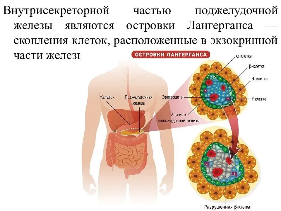 Выработка инсулина поджелудочной. Альфа клетки поджелудочной железы. Клетки вырабатывающие инсулин. Альфа клетки поджелудочной железы вырабатывают. Инсулин продуцирующие опухоли.